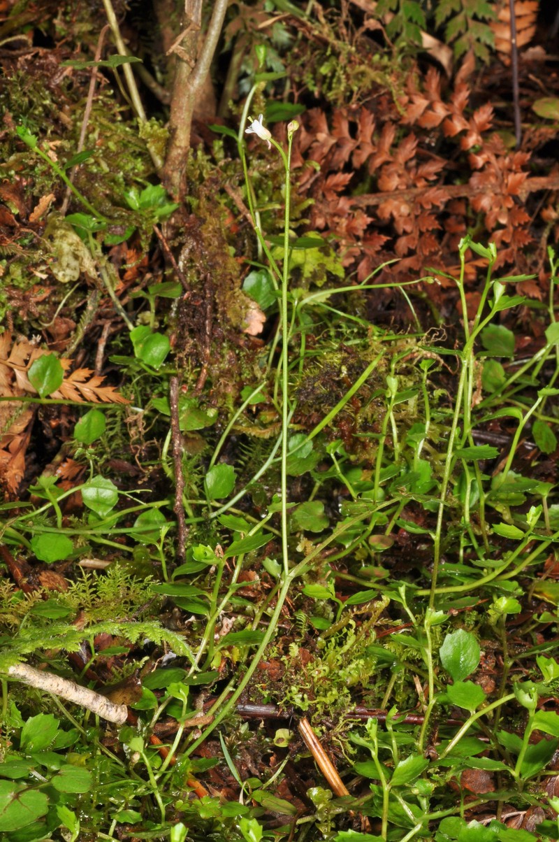 Cardamine unguiculus photo 7