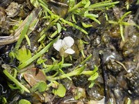 Cardamine unicaulis