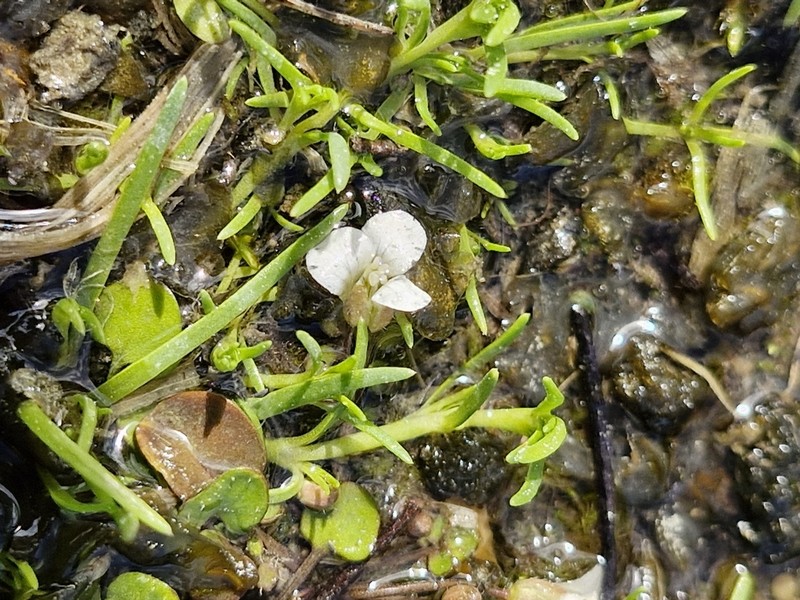 Cardamine unicaulis