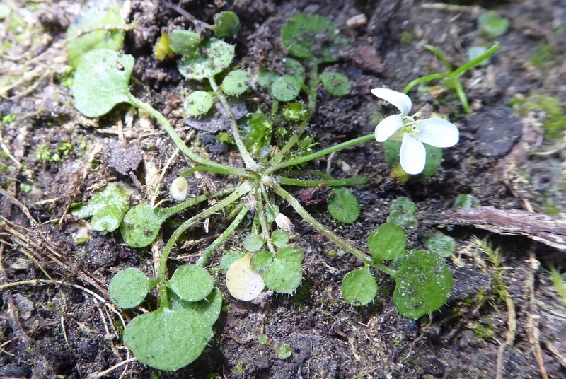 Cardamine unicaulis photo 2