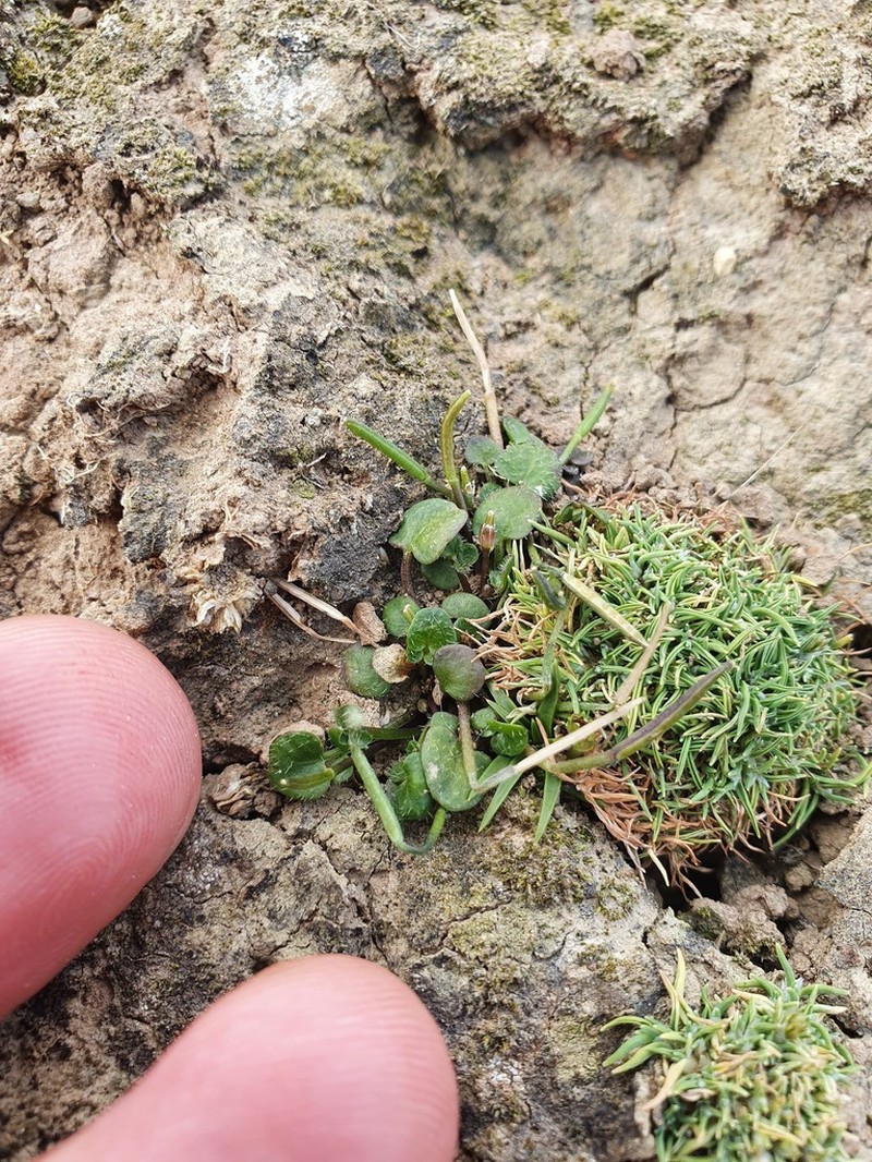 Cardamine unicaulis photo 3