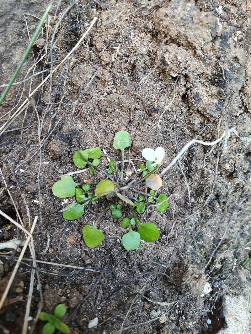 Cardamine unicaulis photo 4