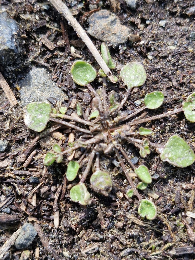 Cardamine unicaulis photo 6