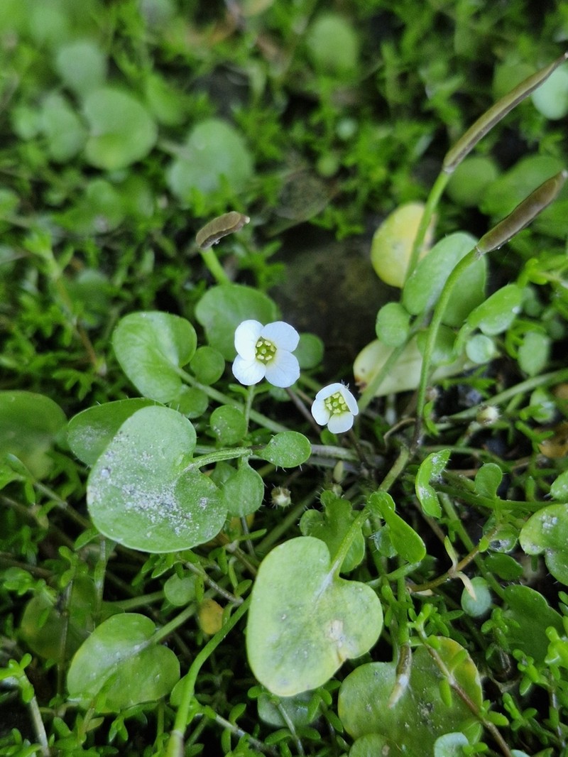 Cardamine unicaulis photo 7