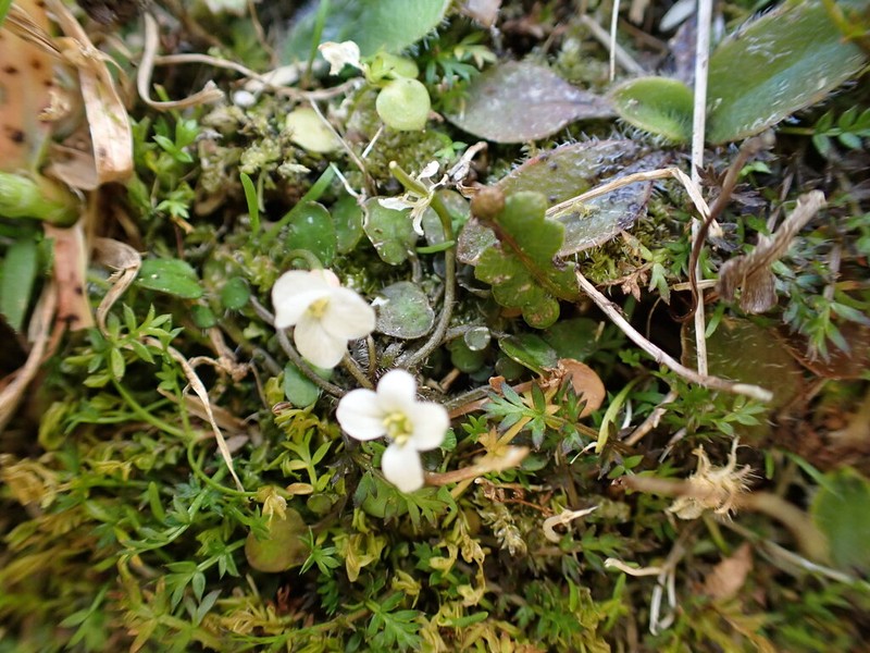 Cardamine unicaulis photo 8