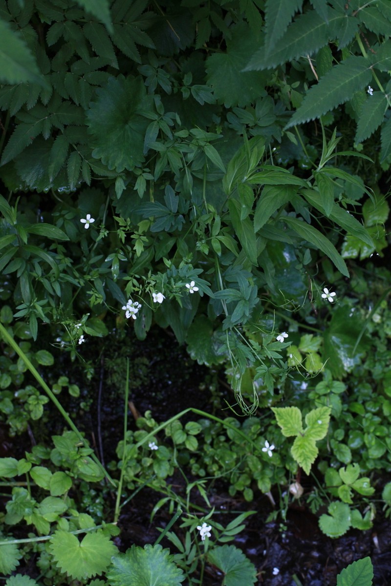 Cardamine valida