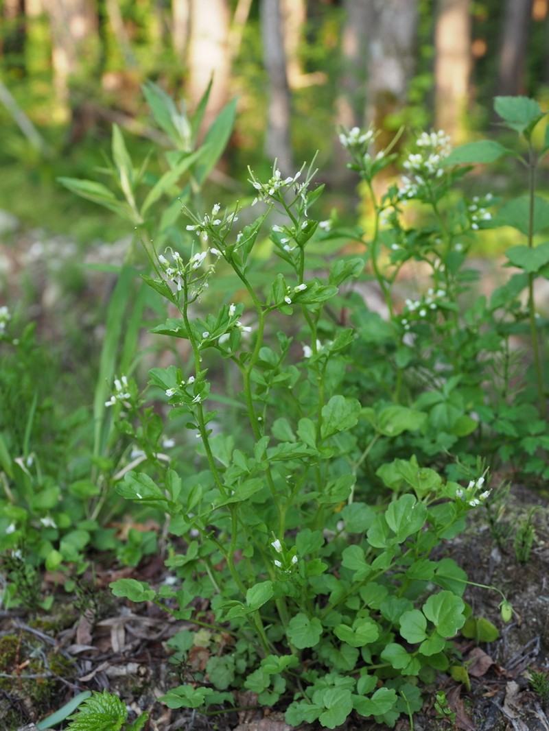 Cardamine valida photo 2