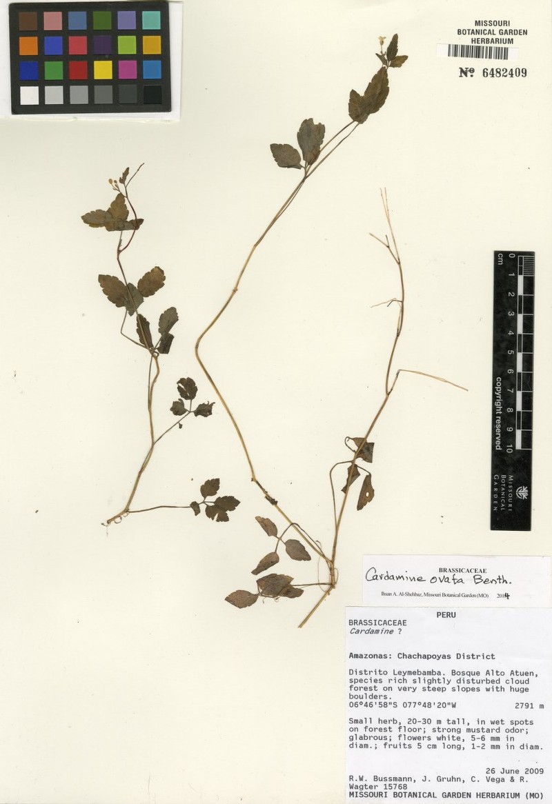 Cardamine variabilis