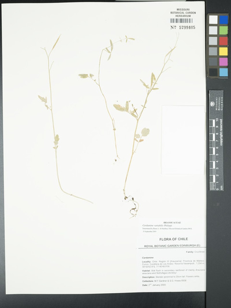 Cardamine variabilis photo 2