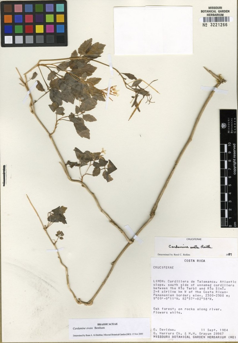 Cardamine variabilis photo 3