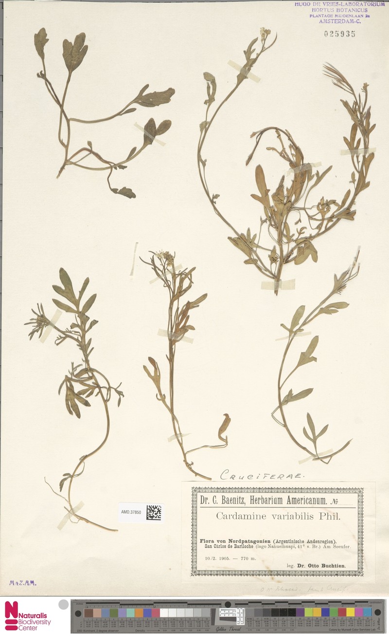 Cardamine variabilis photo 4