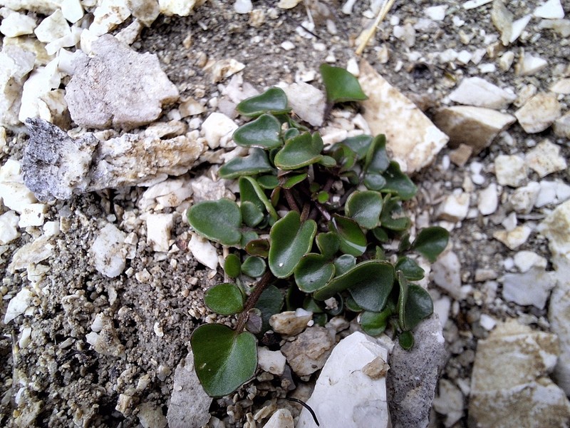 Cardamine verna