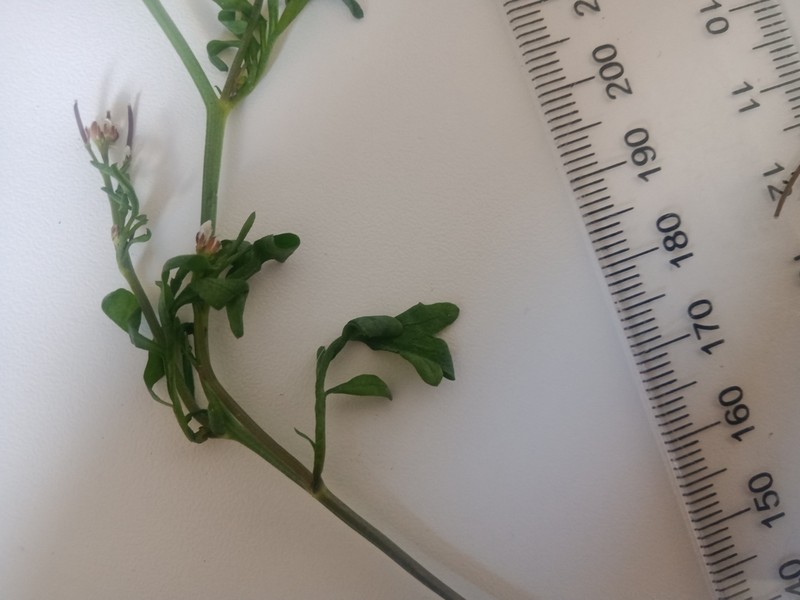 Cardamine verna photo 4