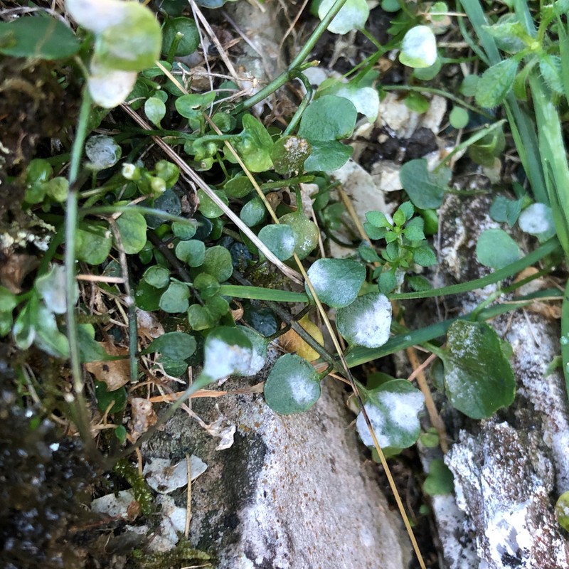 Cardamine verna photo 5