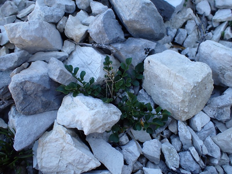 Cardamine verna photo 6