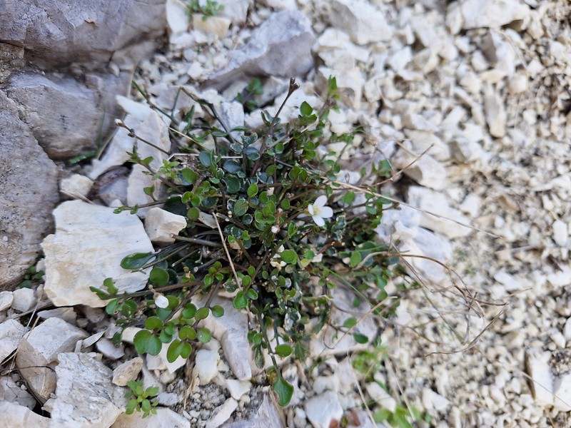 Cardamine verna photo 7