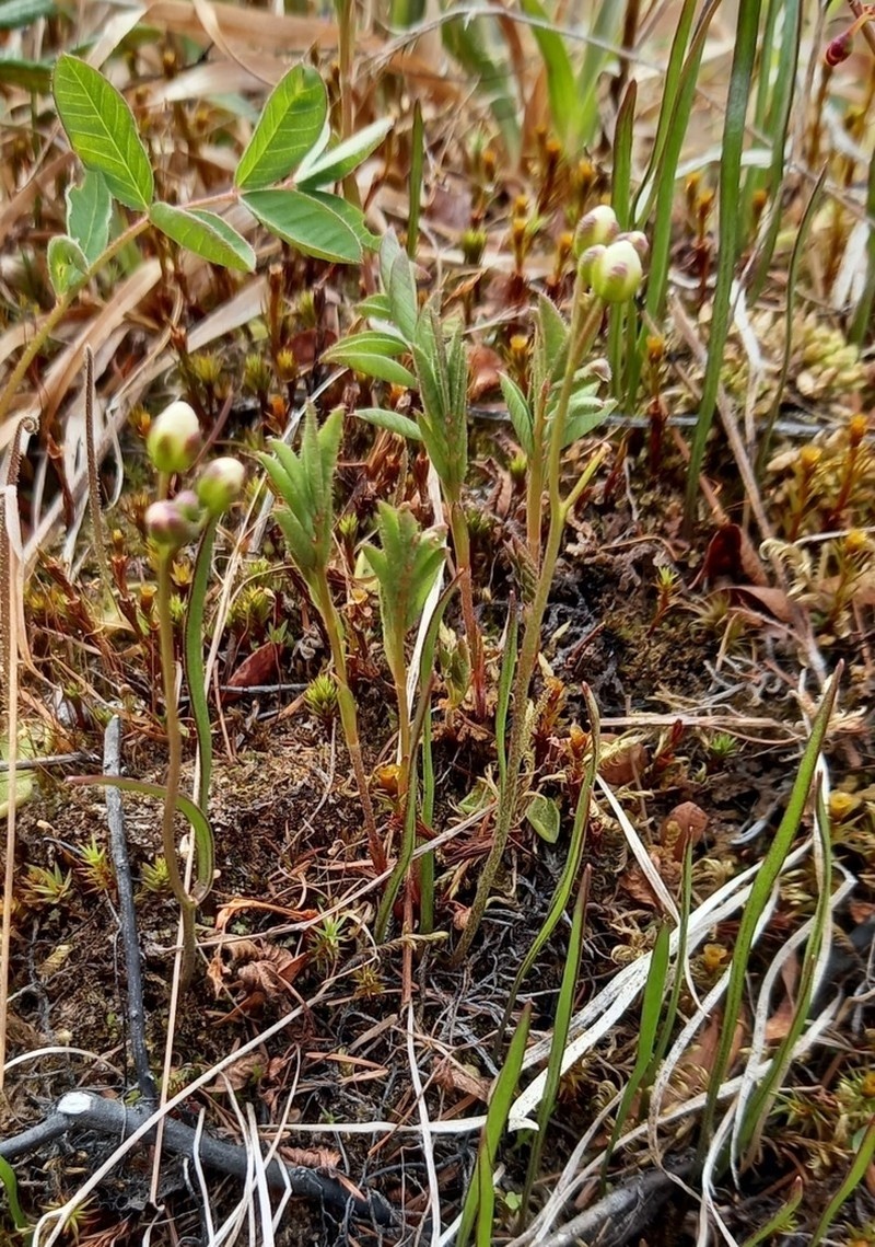 Cardamine victoris