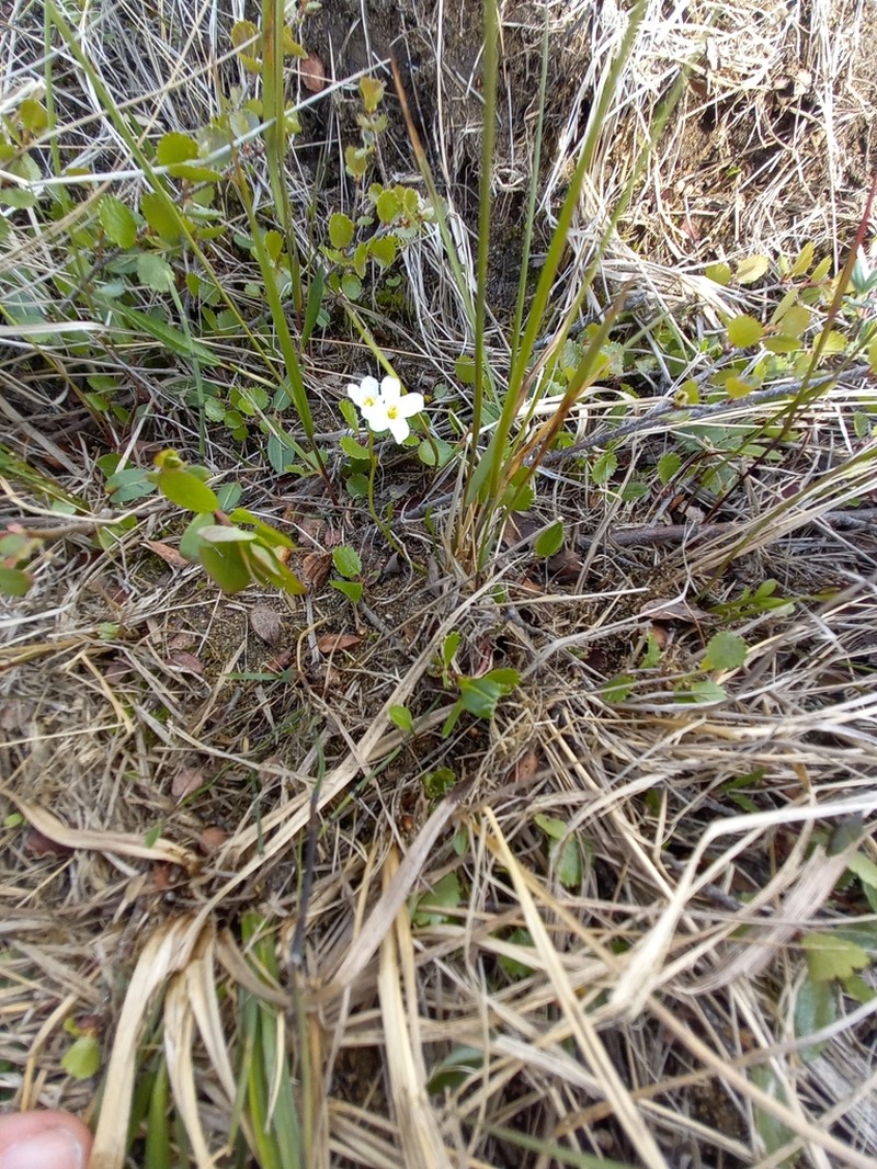 Cardamine victoris photo 2