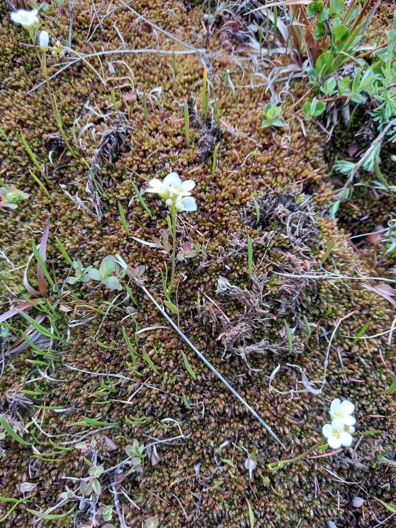 Cardamine victoris photo 5