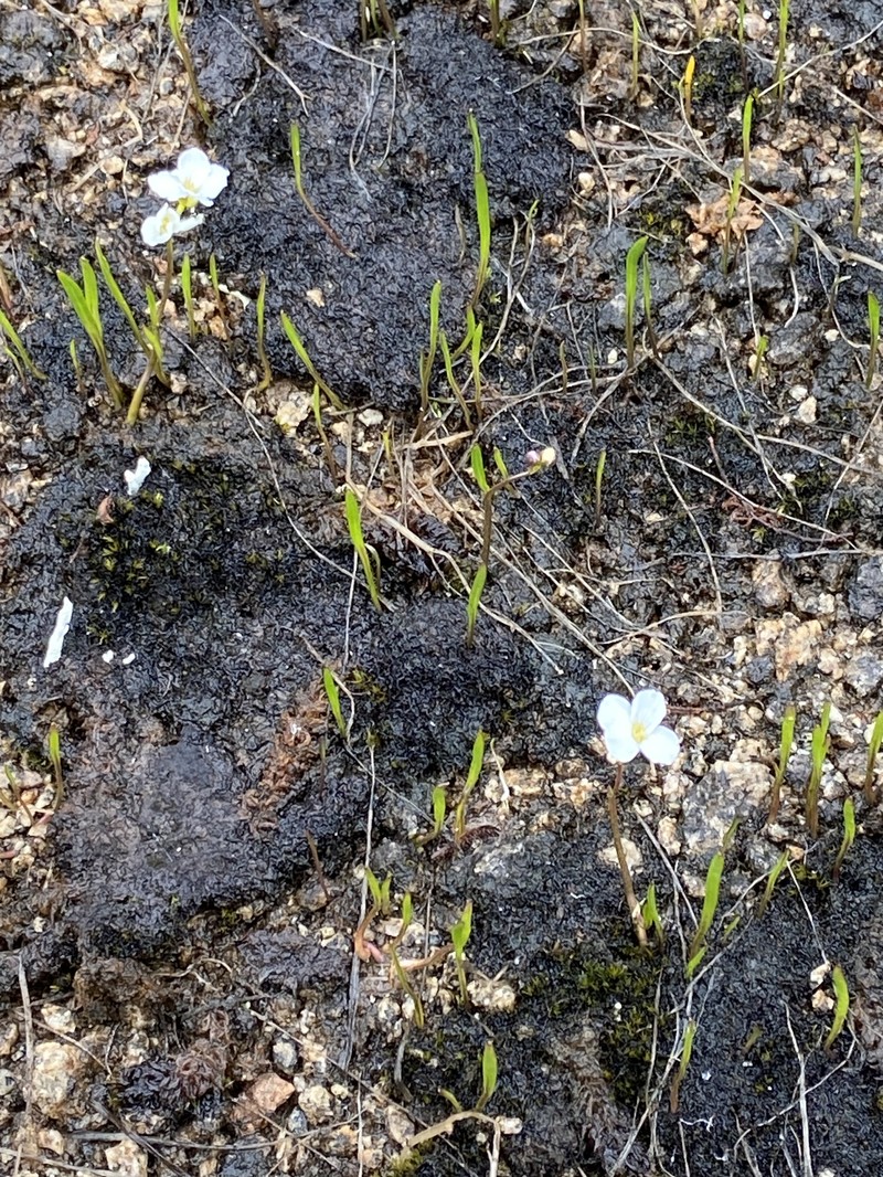 Cardamine victoris photo 6