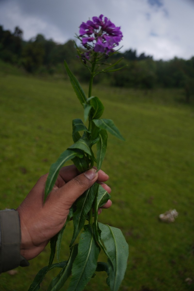Cardamine violacea