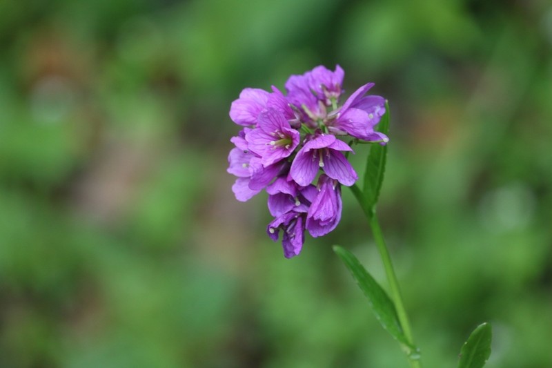 Cardamine violacea photo 2