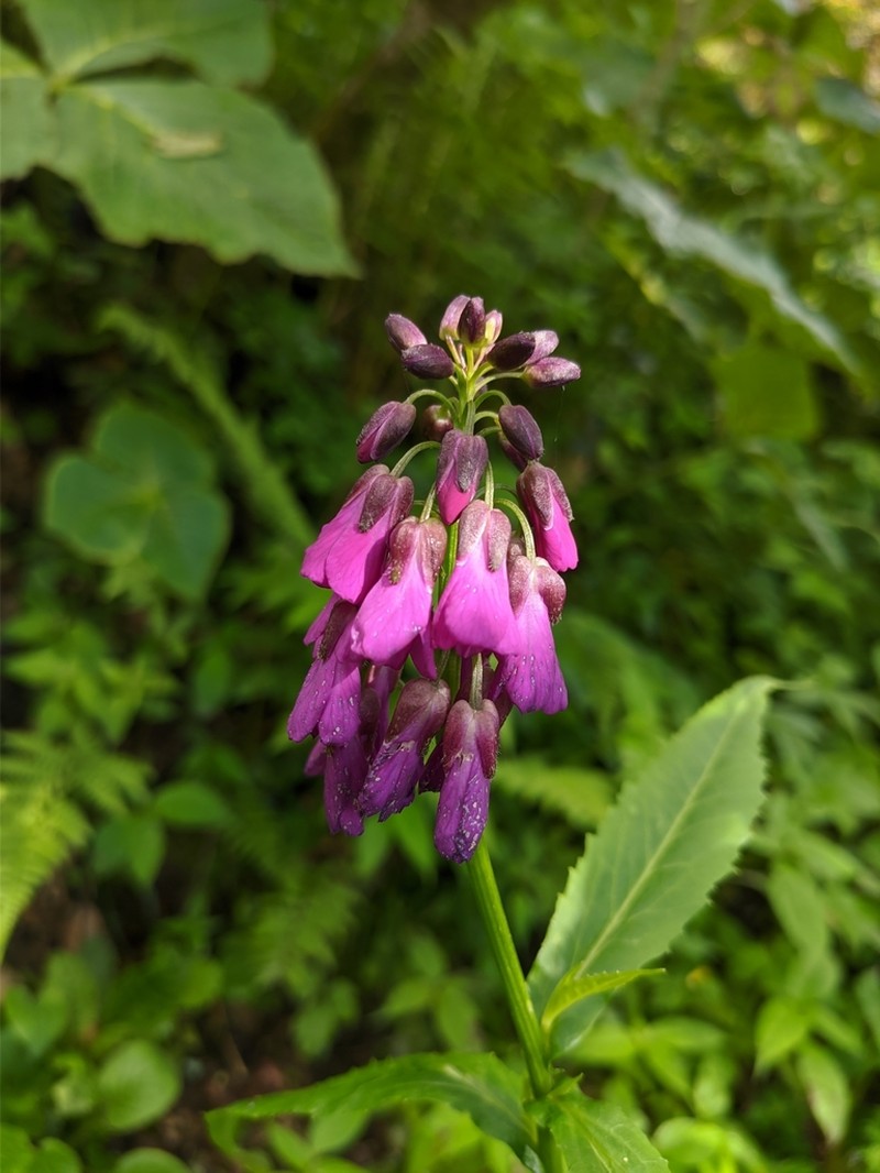 Cardamine violacea photo 3