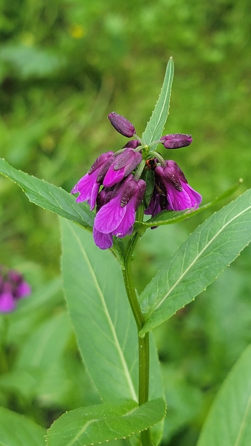 Cardamine violacea photo 4