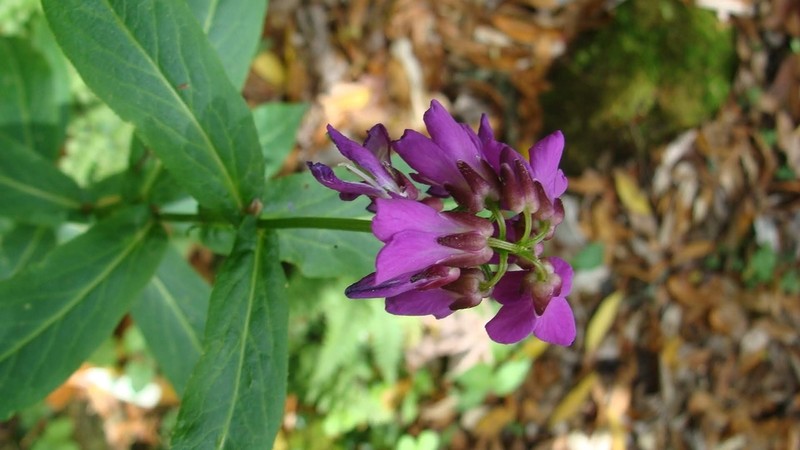 Cardamine violacea photo 5