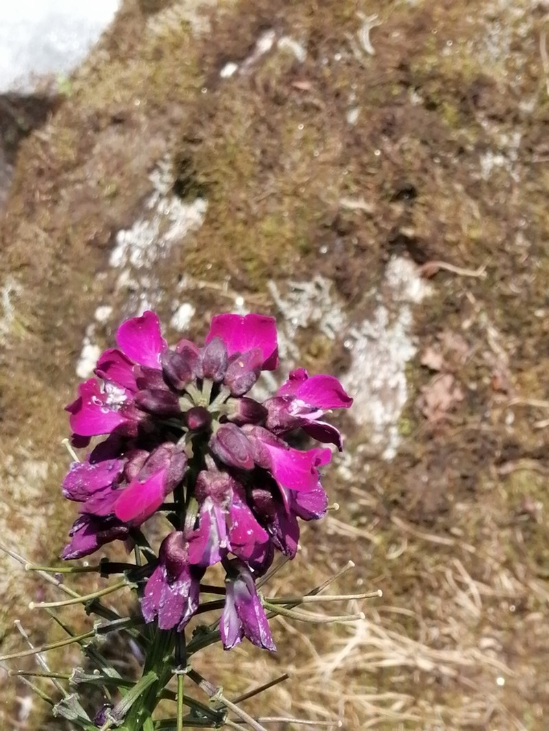 Cardamine violacea photo 6
