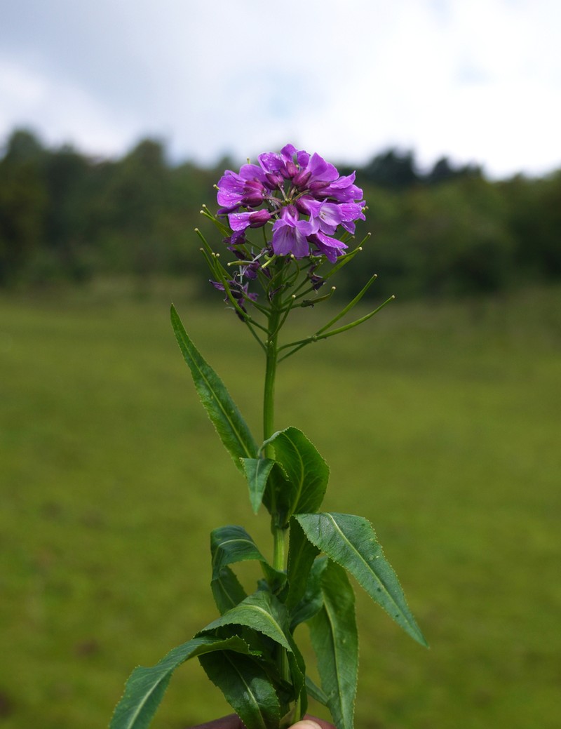 Cardamine violacea photo 8