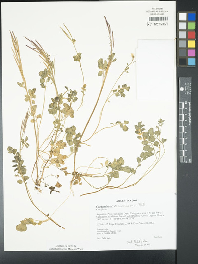 Cardamine volckmannii