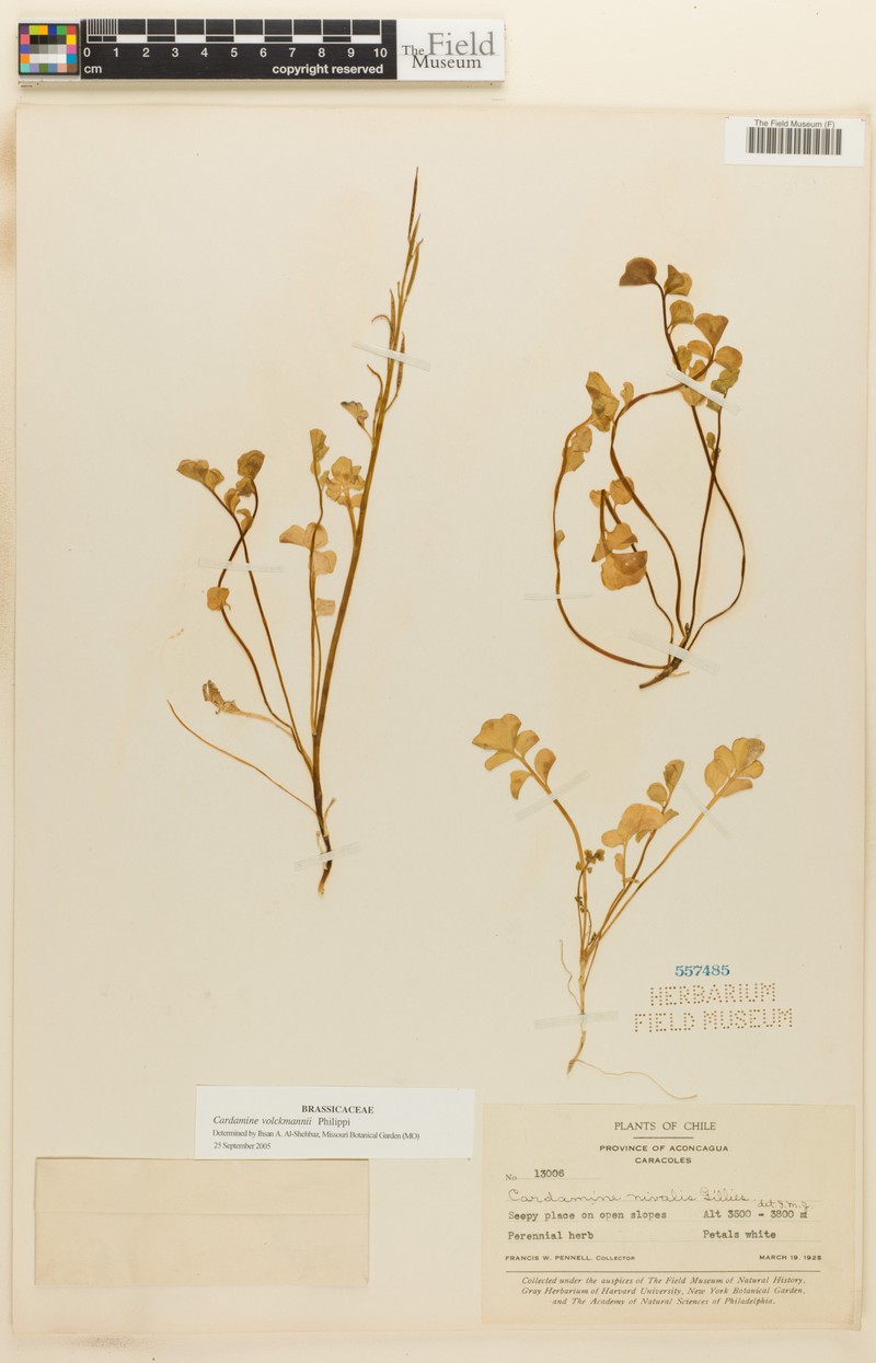 Cardamine volckmannii photo 2
