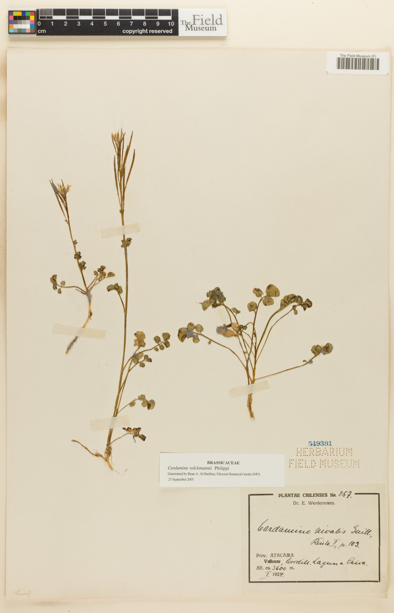 Cardamine volckmannii photo 3