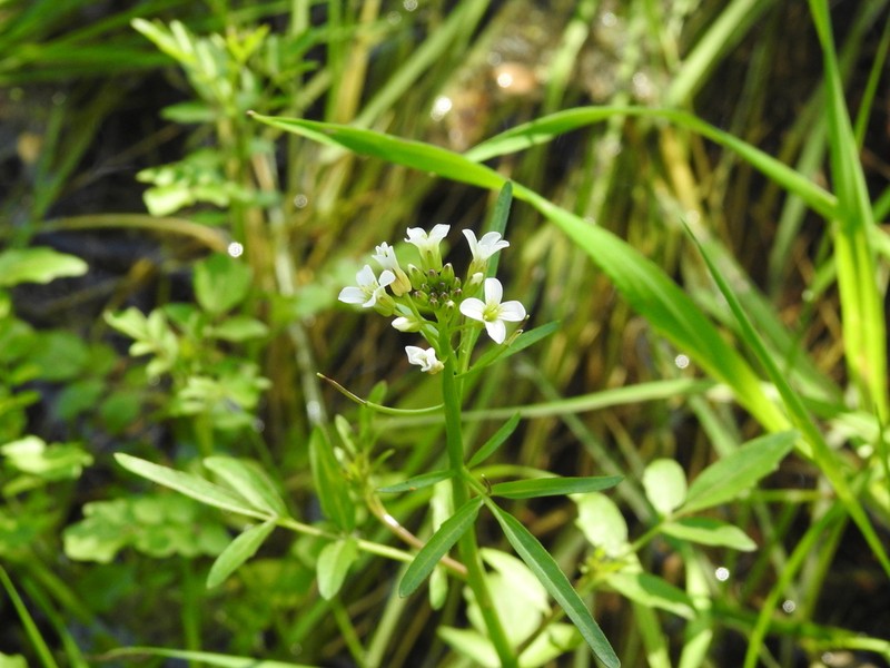 Cardamine vulgaris photo 2