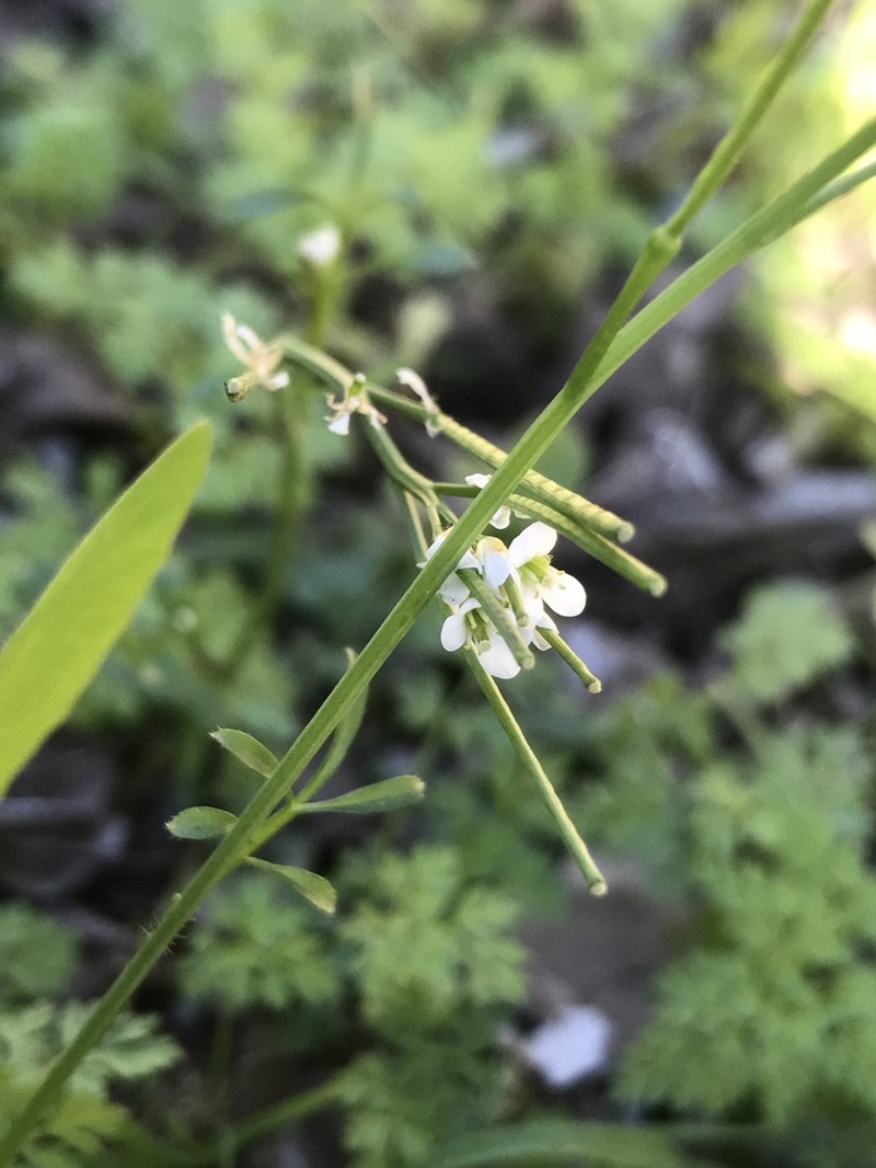 Cardamine vulgaris photo 3