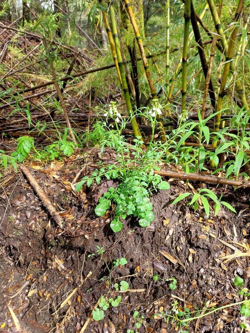 Cardamine vulgaris photo 4
