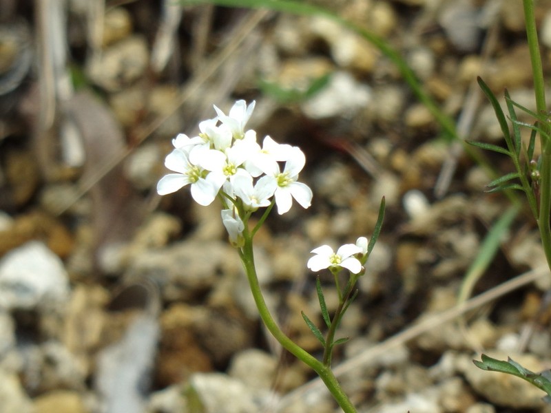 Cardamine vulgaris photo 5