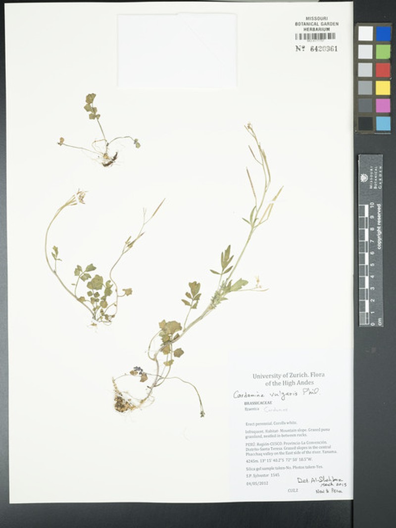Cardamine vulgaris photo 6