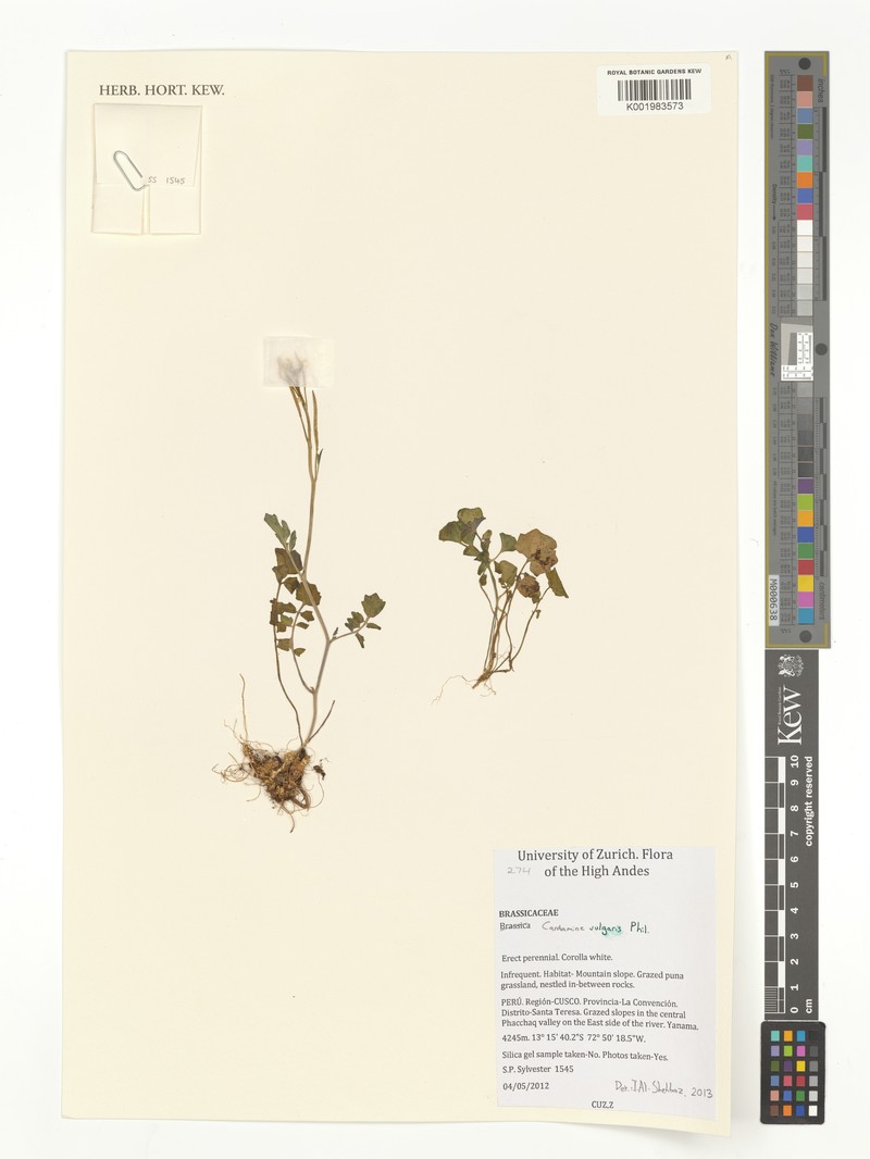 Cardamine vulgaris photo 7
