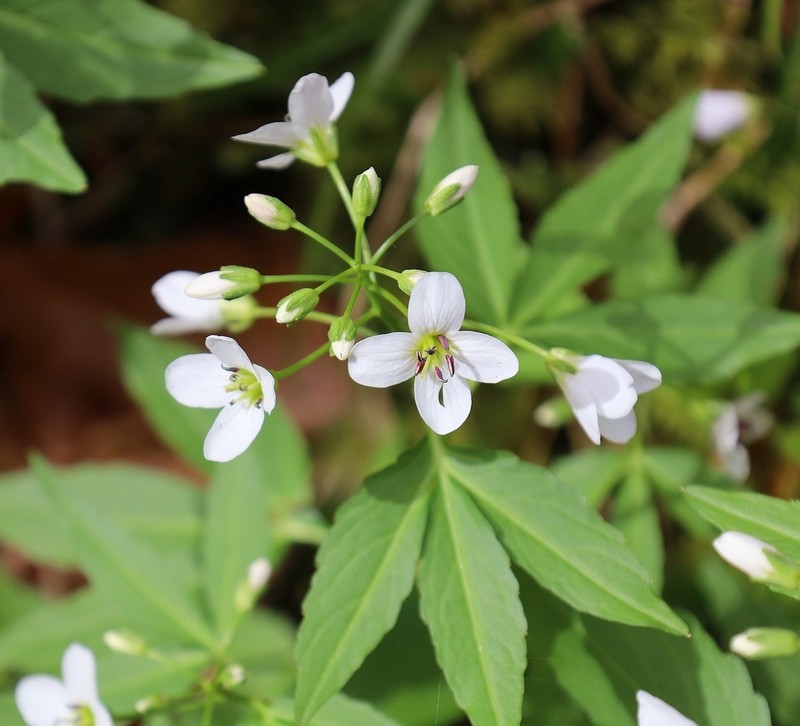 Cardamine waldsteinii