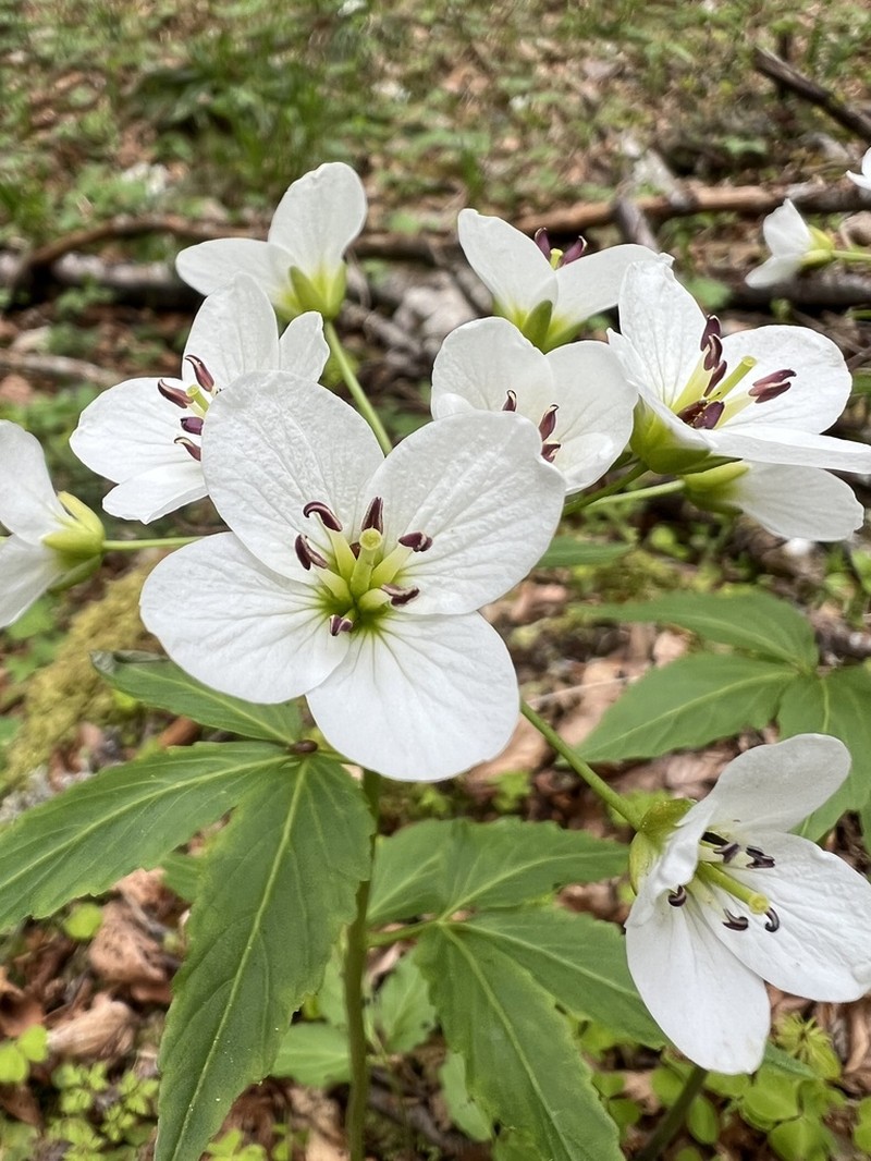 Cardamine waldsteinii photo 2