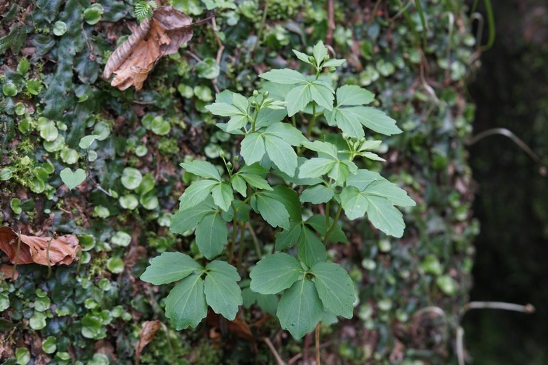 Cardamine waldsteinii photo 3