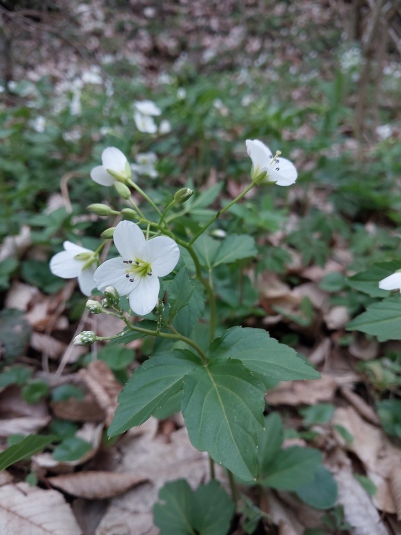 Cardamine waldsteinii photo 4