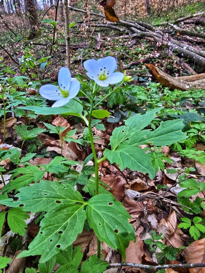 Cardamine waldsteinii photo 5