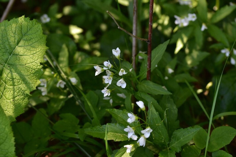 Cardamine waldsteinii photo 6