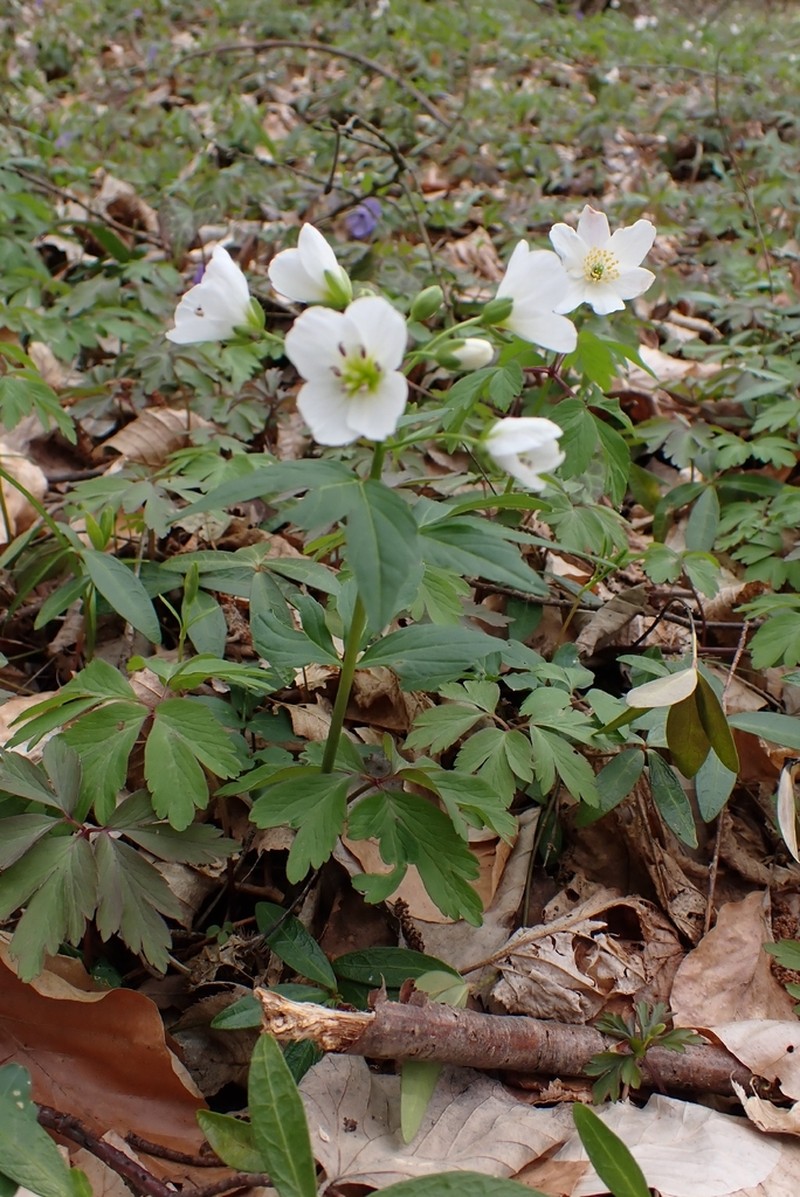 Cardamine waldsteinii photo 7