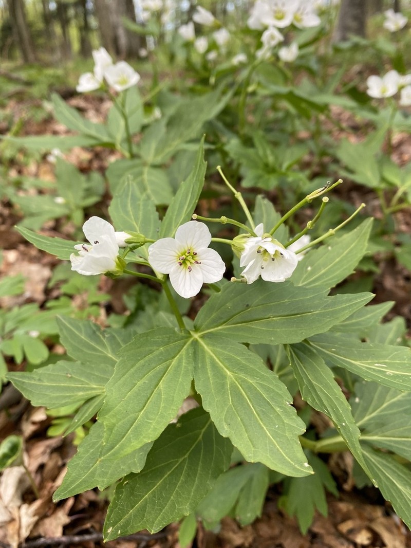 Cardamine waldsteinii photo 8