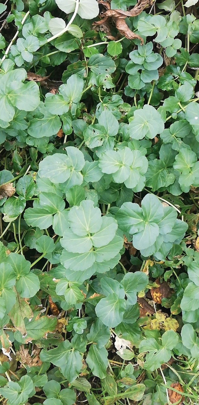Cardamine yezoensis photo 2