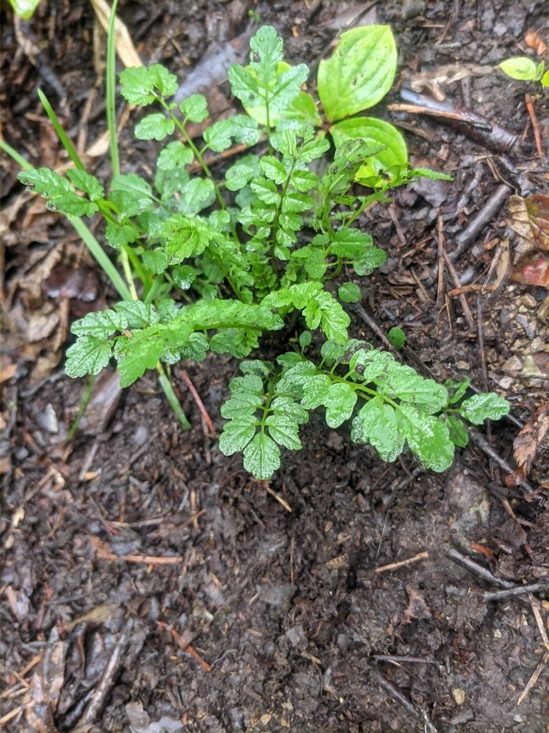 Cardamine yezoensis photo 3